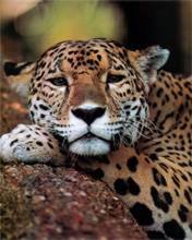 pic for jaguar love